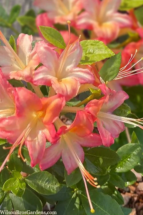 Anne Marie Native Azalea (Rhododendron) - 3 Gallon Pot 1 Anne Marie Native Azalea (Rhododendron) - 3 Gallon Pot