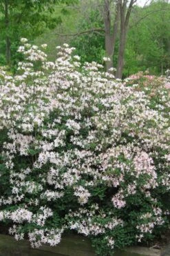 Coastal Azalea (Rhododendron Atlanticum) - 3 Gallon Pot -Green Haven Sales rhododendron atlanticum coastal azalea 1