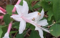 Coastal Azalea (Rhododendron Atlanticum) - 3 Gallon Pot -Green Haven Sales rhododendron atlanticum coastal azalea 8