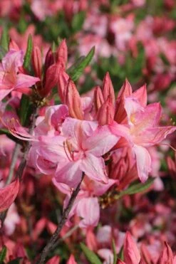 Candy Lights Cold Hardy Azalea (Rhododendron) - 3 Gallon Pot -Green Haven Sales rhododendron candy lights azalea 10