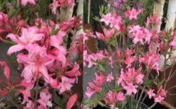 Candy Lights Cold Hardy Azalea (Rhododendron) - 3 Gallon Pot -Green Haven Sales rhododendron candy lights azalea 11