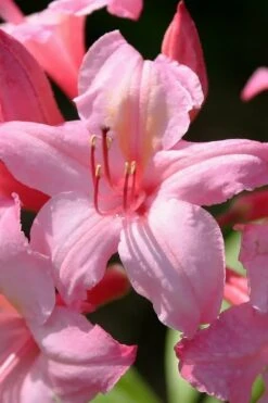 Candy Lights Cold Hardy Azalea (Rhododendron) - 3 Gallon Pot -Green Haven Sales rhododendron candy lights azalea 7