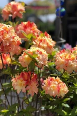 Cannon's Double Exbury Azalea (Rhdodendron) - 2 Gallon Pot 8 Cannon's Double Exbury Azalea (Rhdodendron) - 2 Gallon Pot -Green Haven Sales rhododendron cannons double azalea 2