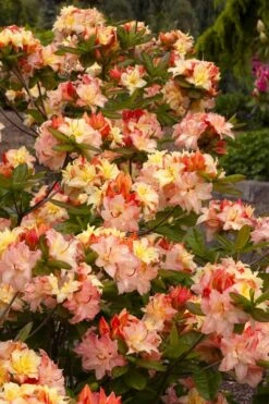 Cannon's Double Exbury Azalea (Rhdodendron) - 2 Gallon Pot 9 Cannon's Double Exbury Azalea (Rhdodendron) - 2 Gallon Pot -Green Haven Sales rhododendron cannons double azalea 3