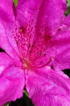 Congo Purple Azalea - 3 Gallon Pot -Green Haven Sales rhododendron congo robin hill hybrid azalea 1