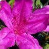 Congo Purple Azalea - 3 Gallon Pot