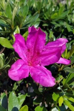 Congo Purple Azalea - 3 Gallon Pot -Green Haven Sales rhododendron congo robin hill hybrid azalea 3