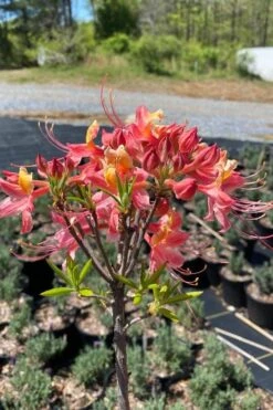 Cotton Candy Native Azalea (Rhododendron) - 3 Gallon Pot -Green Haven Sales rhododendron cotton candy native azalea 1