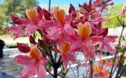 Cotton Candy Native Azalea (Rhododendron) - 3 Gallon Pot -Green Haven Sales rhododendron cotton candy native azalea 5