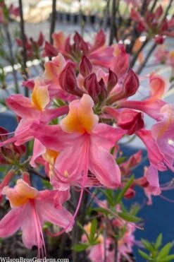 Cotton Candy Native Azalea (Rhododendron) - 3 Gallon Pot