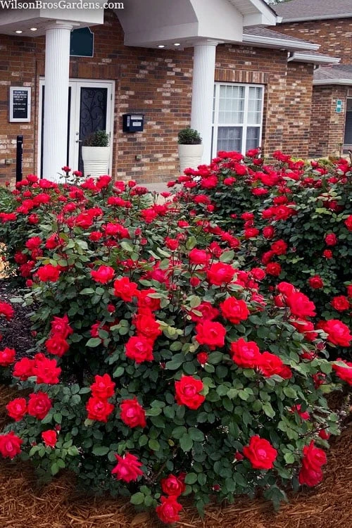 Red Double Knock Out Rose - 2 Gallon Pot 1 Red Double Knock Out Rose - 2 Gallon Pot