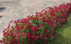 Red Drift Groundcover Rose - 1 Gallon Pot -Green Haven Sales rosa red drift dwarf rose 100