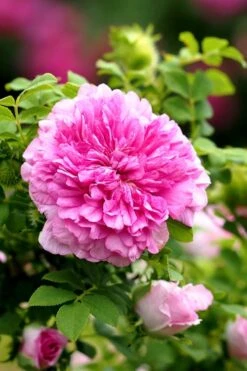 Chinquapin Chestnut Rose (Rosa Roxburghii) - 3 Gallon Pot -Green Haven Sales rosa roxburghii chiquapin chestnut rose 13