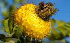 Chinquapin Chestnut Rose (Rosa Roxburghii) - 3 Gallon Pot -Green Haven Sales rosa roxburghii chiquapin chestnut rose 16