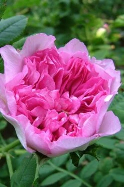 Chinquapin Chestnut Rose (Rosa Roxburghii) - 3 Gallon Pot -Green Haven Sales rosa roxburghii chiquapin chestnut rose 17