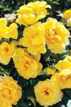 Sparkle & Shine Yellow Tree Rose - 7 Gallon Pot -Green Haven Sales rosa sparkle and shine tree rose 1
