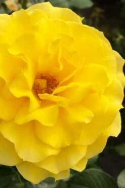 Sparkle & Shine Yellow Tree Rose - 7 Gallon Pot -Green Haven Sales rosa sparkle and shine tree rose 4