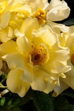 Lemon Drift Groundcover Rose - 2 Gallon Pot -Green Haven Sales rose lemon drift 1