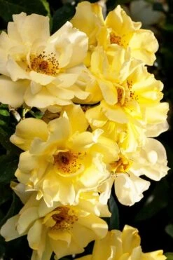 Lemon Drift Groundcover Rose - 2 Gallon Pot