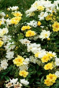 Lemon Drift Groundcover Rose - 2 Gallon Pot -Green Haven Sales rose lemon drift 5