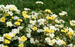 Lemon Drift Groundcover Rose - 2 Gallon Pot -Green Haven Sales rose lemon drift 6