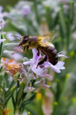 Salem Rosemary - 5 Pack Of Quart Pots -Green Haven Sales rosmarinus officinalis salem rosemary 6