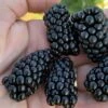 Prime Ark Horizon Blackberry Plant - 1 Gallon Pot