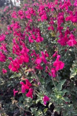Heatwave Brilliance Salvia (Sage) - 1 Gallon Pot -Green Haven Sales salvia greggii heatwave brilliance 10