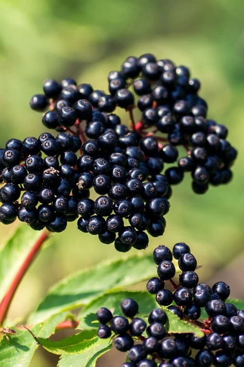 Adam's American Elderberry (Sambucus Canadensis) - 3 Gallon Pot 1 Adam's American Elderberry (Sambucus Canadensis) - 3 Gallon Pot