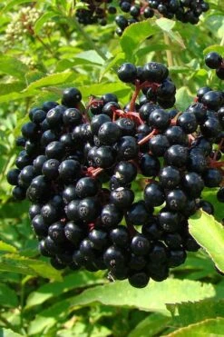 Adam's American Elderberry (Sambucus Canadensis) - 3 Gallon Pot 12 Adam's American Elderberry (Sambucus Canadensis) - 3 Gallon Pot -Green Haven Sales sambucus nigra canadensis common elderberry 4