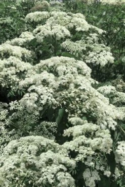 Wyldewood American Elderberry (Sambucus Canadensis) - 3 Gallon Pot -Green Haven Sales sambucus nigra canadensis common elderberry 7 1