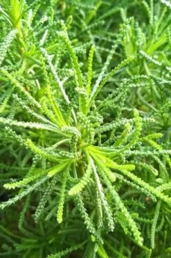 Green Santolina (Lavender Cotton) - 5 Pack Of Quart Pots -Green Haven Sales santolina virens green lavender cotton 10