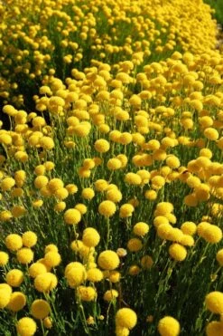 Green Santolina (Lavender Cotton) - 5 Pack Of Quart Pots -Green Haven Sales santolina virens green lavender cotton 6