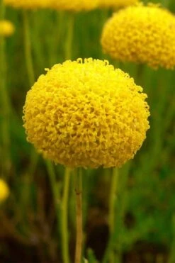 Green Santolina (Lavender Cotton) - 5 Pack Of Quart Pots -Green Haven Sales santolina virens green lavender cotton 7