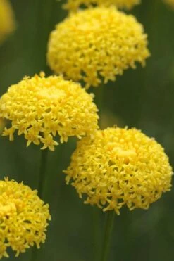 Green Santolina (Lavender Cotton) - 5 Pack Of Quart Pots -Green Haven Sales santolina virens green lavender cotton 8