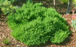 Green Santolina (Lavender Cotton) - 5 Pack Of Quart Pots -Green Haven Sales santolina virens green lavender cotton 9