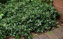 Fragrant Mountain Sweetbox (Sarcococca) - 2 Gallon Pot -Green Haven Sales sarcoccoca hookeriana sarsid 1 fragrant valley sweetbox 9