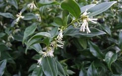 Fragrant Mountain Sweetbox (Sarcococca) - 2 Gallon Pot -Green Haven Sales sarcoccoca hookeriana sarsid 2 fragrant mountain sweetbox 1