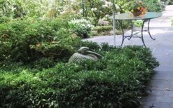 Fragrant Mountain Sweetbox (Sarcococca) - 2 Gallon Pot -Green Haven Sales sarcoccoca hookeriana sarsid 2 fragrant mountain sweetbox 3