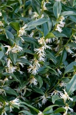 Fragrant Mountain Sweetbox (Sarcococca) - 2 Gallon Pot -Green Haven Sales sarcoccoca hookeriana sarsid 2 fragrant mountain sweetbox 4
