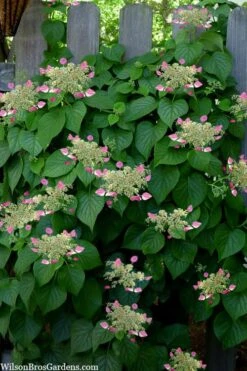 Rose Sensation Pink Climbing Hydrangea Vine - 1 Gallon Pot -Green Haven Sales schizophragma hydrangeoides rose sensation climbing hydrangea 104