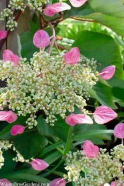 Rose Sensation Pink Climbing Hydrangea Vine - 1 Gallon Pot -Green Haven Sales schizophragma hydrangeoides rose sensation climbing hydrangea 105
