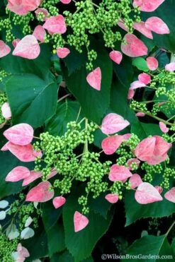 Rose Sensation Pink Climbing Hydrangea Vine - 1 Gallon Pot -Green Haven Sales schizophragma hydrangeoides rose sensation climbing hydrangea 106