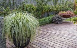 Feather Falls Sedge (Carex Oshimensis) - 5 Pack Of Quart Pots -Green Haven Sales sedge feather falls 3 800x500 1