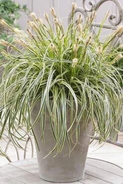 Feather Falls Sedge (Carex Oshimensis) - 5 Pack Of Quart Pots -Green Haven Sales sedge feather falls 500x750 1