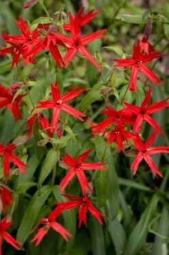 Scarlet Catchfly (Silene Virginica) - 1 Gallon Pot -Green Haven Sales silene virginica fire pink scarlet catchfly 10
