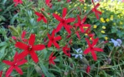 Scarlet Catchfly (Silene Virginica) - 1 Gallon Pot -Green Haven Sales silene virginica fire pink scarlet catchfly 12