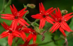 Scarlet Catchfly (Silene Virginica) - 1 Gallon Pot -Green Haven Sales silene virginica fire pink scarlet catchfly 6