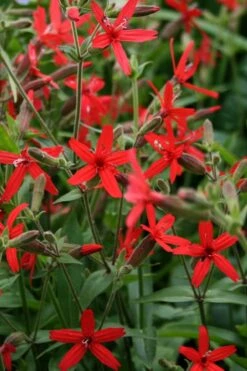 Scarlet Catchfly (Silene Virginica) - 1 Gallon Pot -Green Haven Sales silene virginica fire pink scarlet catchfly 8