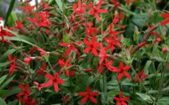 Scarlet Catchfly (Silene Virginica) - 1 Gallon Pot -Green Haven Sales silene virginica fire pink scarlet catchfly 9